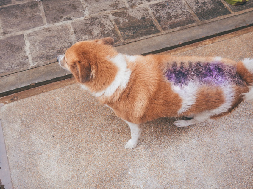 Will Chalk Hurt A Dog